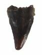 Avisaurus (Bird Lizard) Tooth - Hell Creek Formation #44947-1